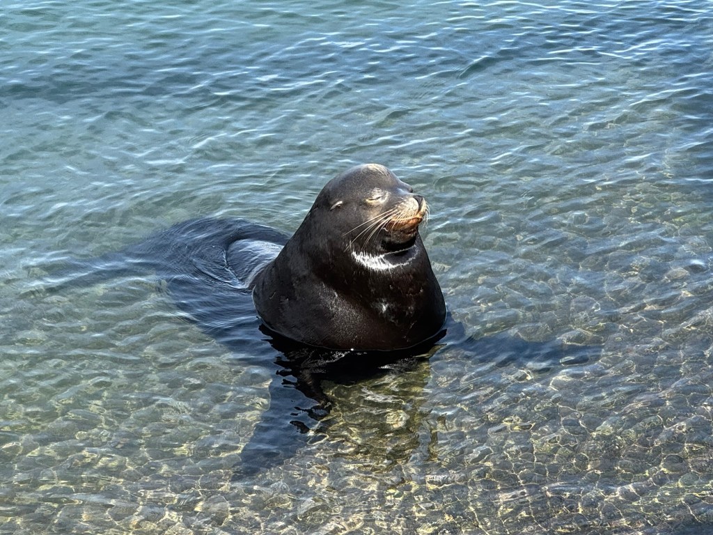 Sea lion sunning himself at a boat ramp