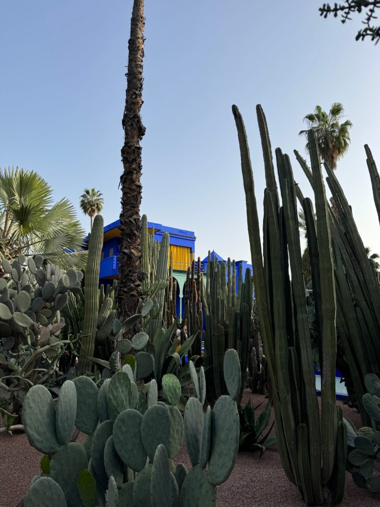 Variety of large cactus plants in front of a bright blue building