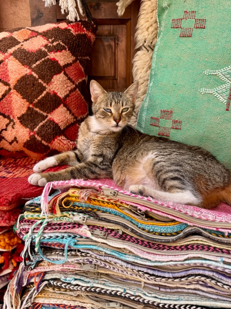Cat sitting atop a stack of pillow covers