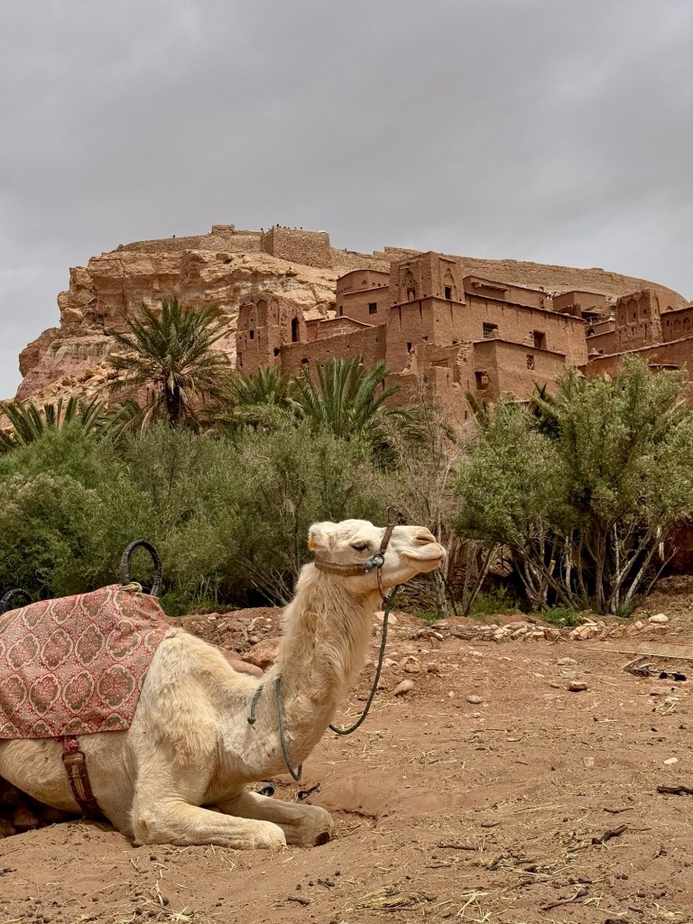 Camel in front of a historical site